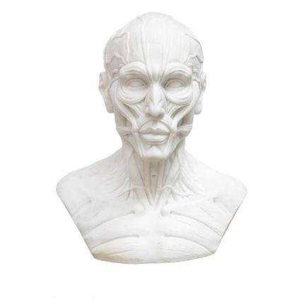 Marmorbüste Mann, anatomische Darstellung, A MARBLE BUST OF A FLAYED MAN